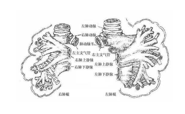 肺放线菌病的诊断