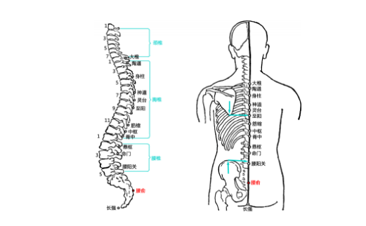 腰俞穴的图片