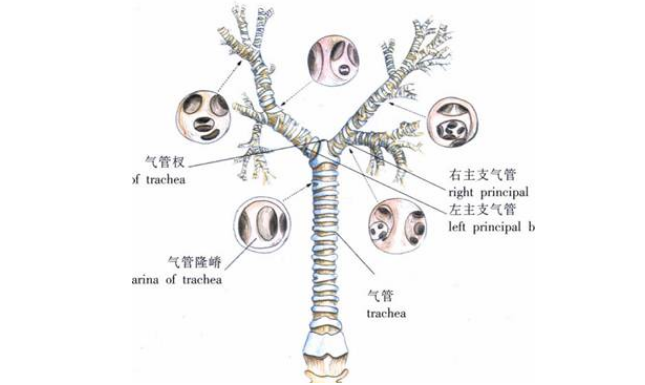 肺络张的症状