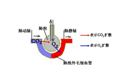 肺泡-毛细血管阻滞综合征的治疗