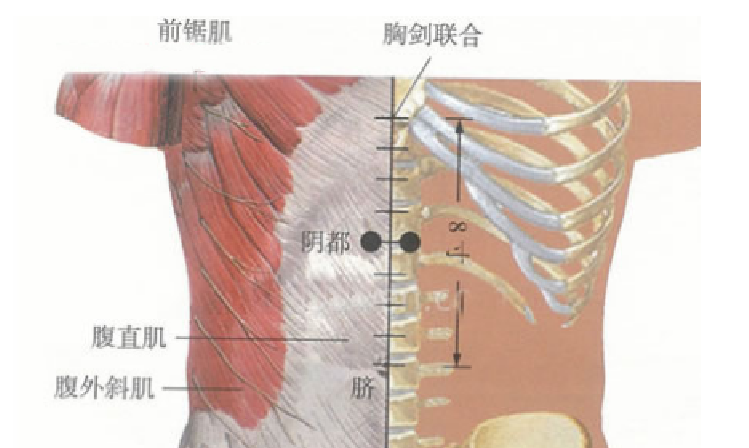 阴都穴的功效与作用