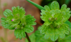 中药宝盖草的花长什么样?宝盖草的种植方法介绍