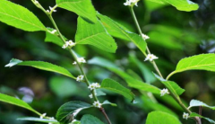 中药落霜红的种植方法你知道吗?中医正确认识落霜红