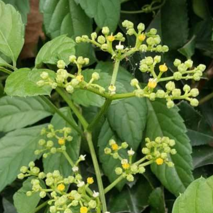 专家带你了解悬钩子属植物五爪风的栽培方法与种植技巧！