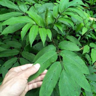中草药蒴藋加速骨折愈合！