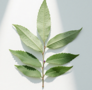 紫珠叶治疗咽喉痛的方法推荐！
